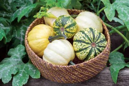 Nanticoke summer squash